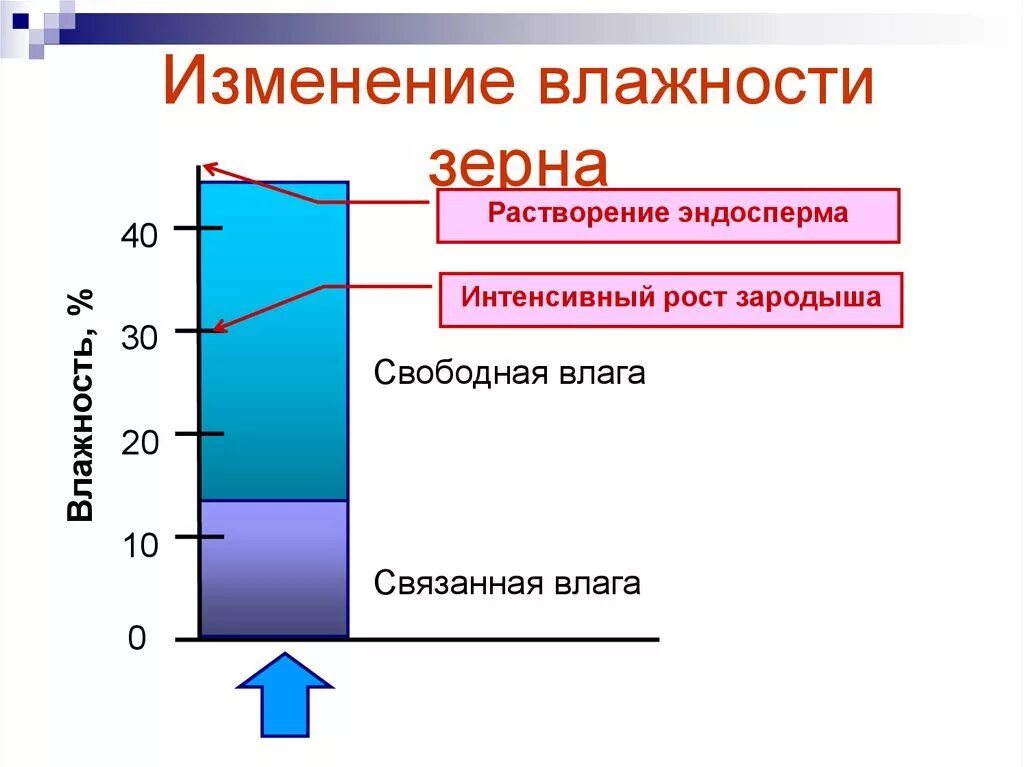 Почему повышается температура при хранении влажных семян. Влажность зерна для хранения. Влажность сухого зерна пшеницы. Влажность пшеницы для хранения. Влажность зерна при хранении.