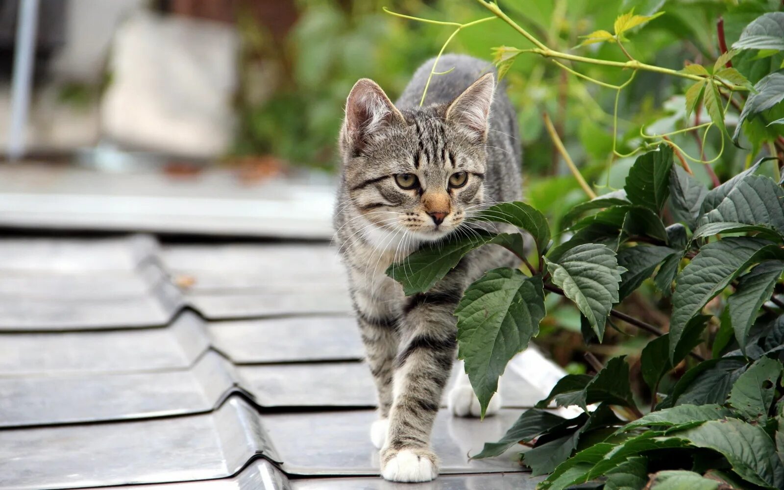 Pin by kojun on neko Kittens cutest, Baby animals, Fluffy kittens