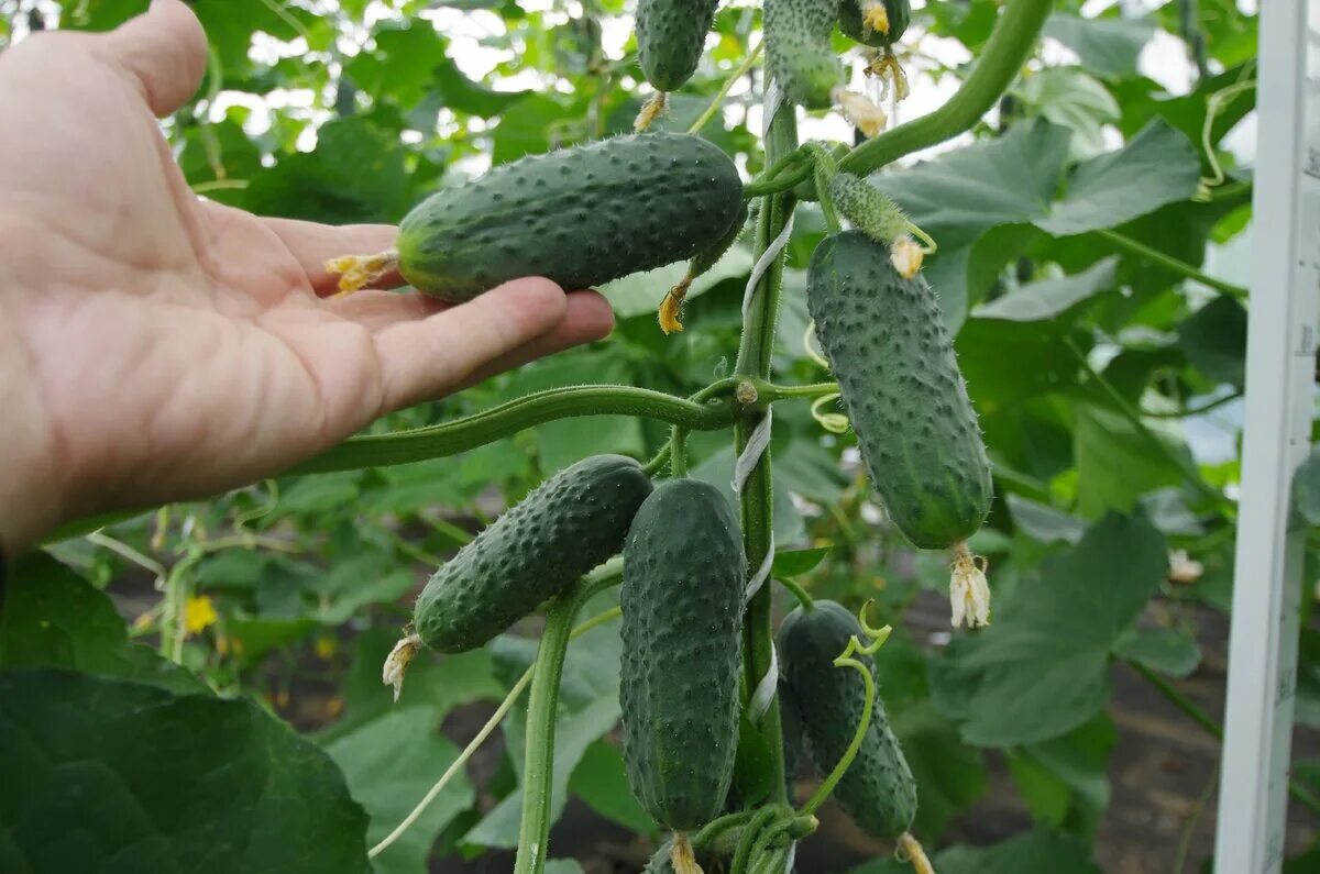 Огурцы в огороде. Огурец пасалимо f1 5шт партнер. Урожай огурцов. Огурец 15 сантиметров. Огурец коринна f1.