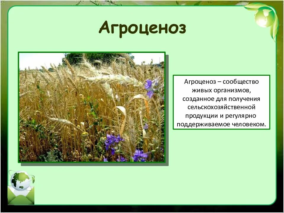 Агроценозом является