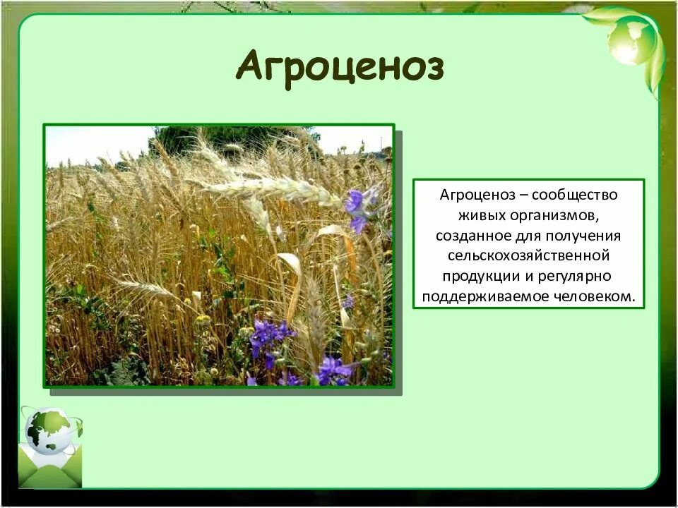 Агроценоз признаки сообществ. Искусственные экосистемы агроценозы. Агробиоценоз это экосистема. Презентация агробиоценоз. Агроценоз это в экологии.