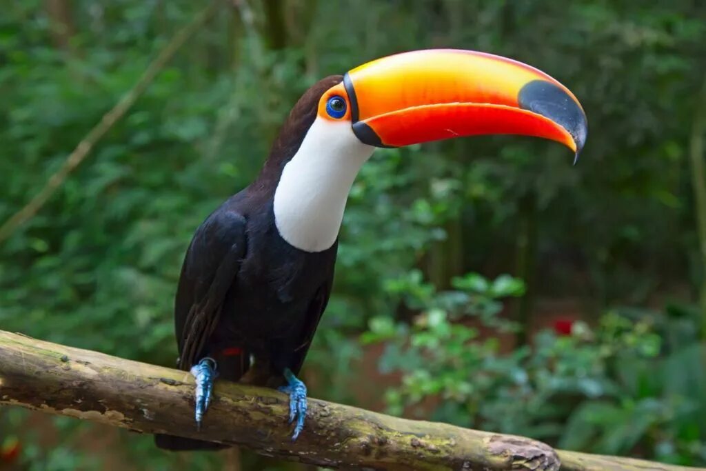 Тукан индекс. Белогрудый тукан. тукан альбинос. ramphastos tucanus. голуболицый туканет.