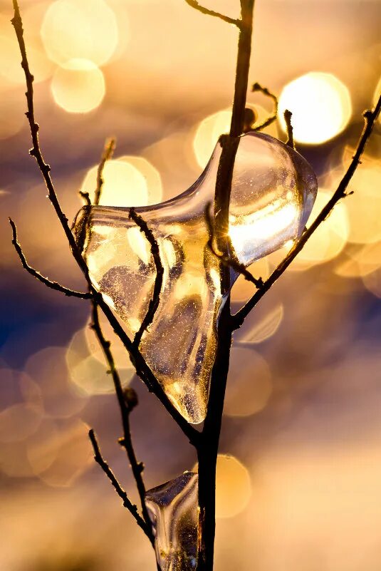 ледяные оковы