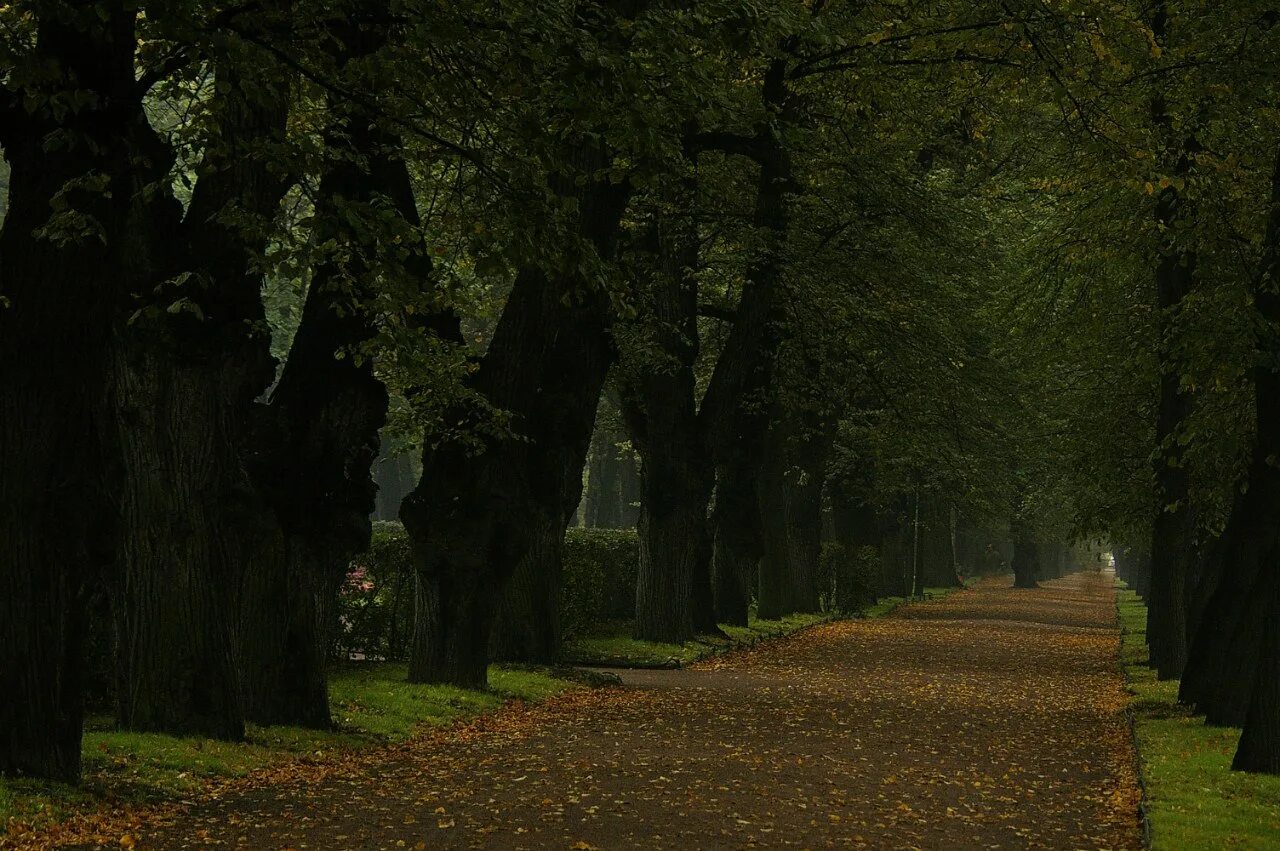Аллея дарк хеджес ирландия. Дарк хеджес северная ирландия. Мрачная аллея. Темная аллея северная ирландия. Сад в тумане.