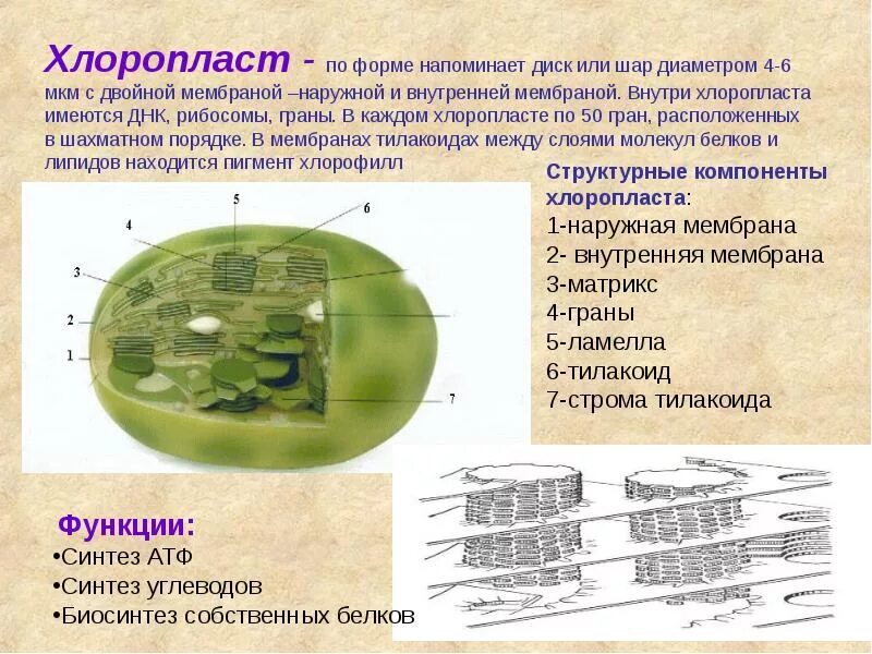 Хлоропласты клетки строение и функции. Хлоропласты строение и функции кратко. строма хлоропласта состав. внутренняя мембрана тилакоида хлоропласта. хлоропласты растительной клетки строение 5 класс биология.
