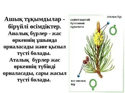 Нижнеудинскідегі секс