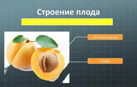 Какая ткань образует околоплодник