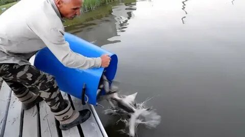 Живая форель для зарыбления