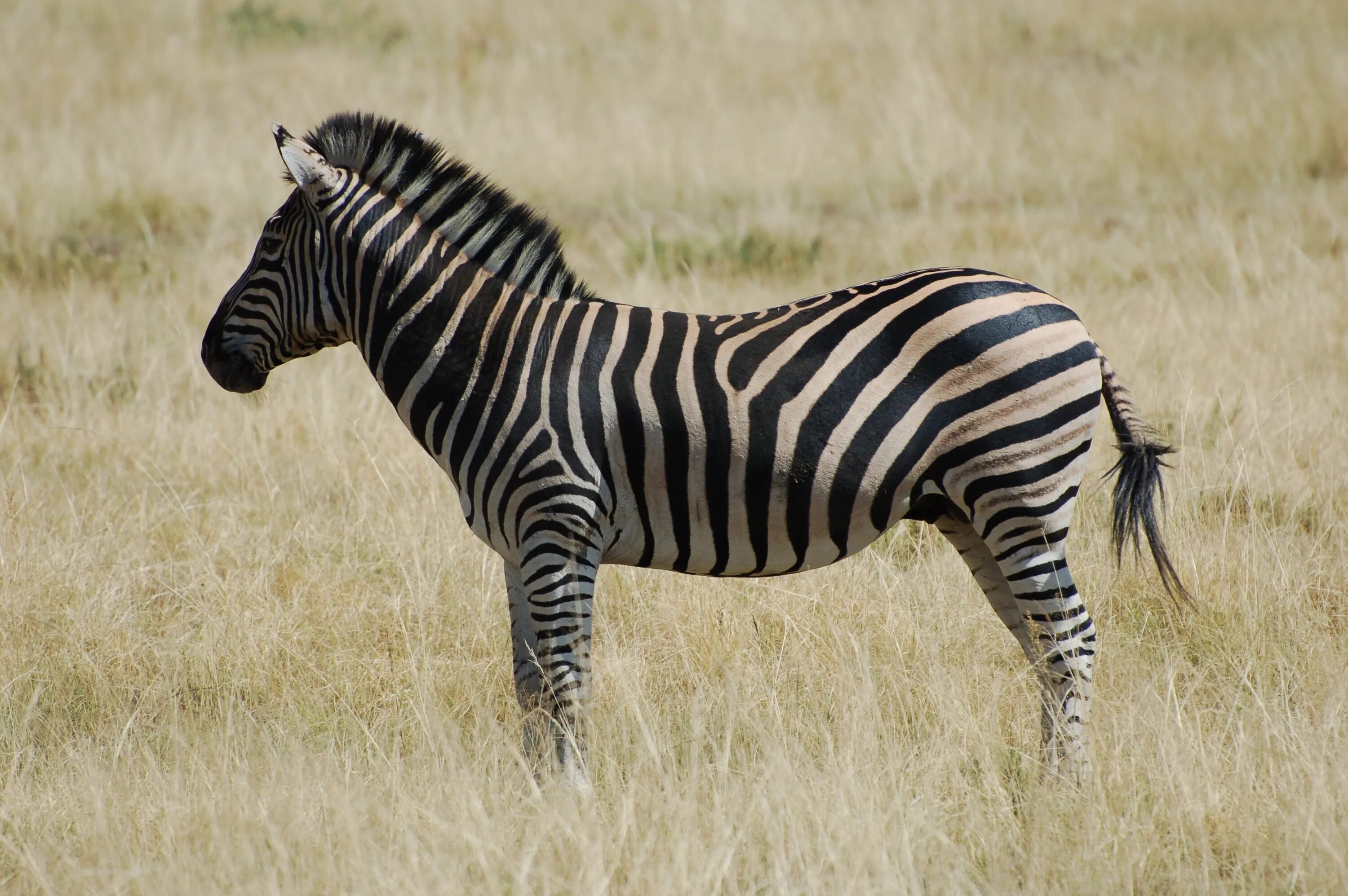 Зебры в саванне. Животные Африки Зебра. Полосатые животные. Зебра в Африке. Зебра живет в африке