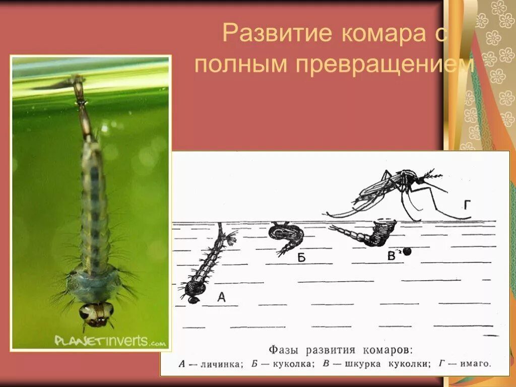 Комар тип превращения. Развитие комара с полным превращением. комар полное превращение. схема развития комара. развитие личинки комара.