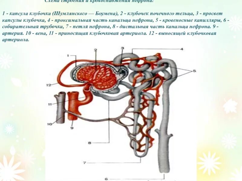 Капиллярный клубочек почечная лоханка почечный каналец. Нефрон капсула Шумлянского Боумена. Строение капсулы Боумена-Шумлянского. Просвет капсулы нефрона. Строение нефрона капсула Шумлянского Боумена.