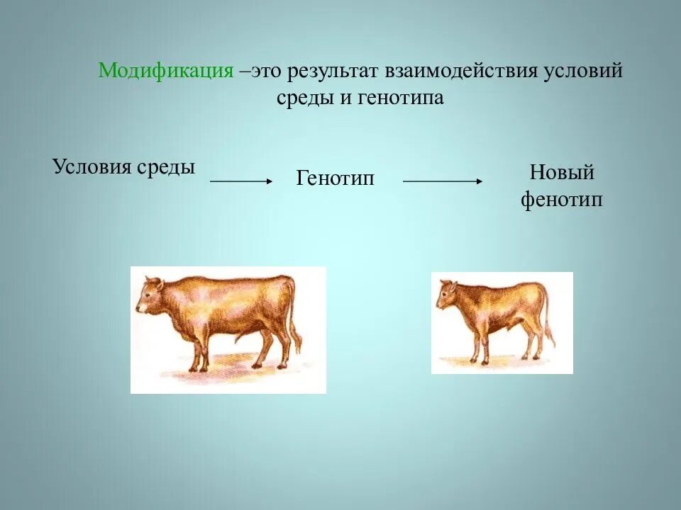 Взаимодействие генотипа и среды. Модификации-это результат взаимодействия условий среды и генотипа. Условия развития фенотипа. Фенотип животных.