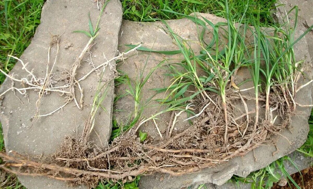 Сорняки на участке соседей. Пырей ползучий (Elytrigia repens). Трава пырей ползучий корни. Корень сорняка пырея. Пырей ползучий (Elytrigia repens l.).