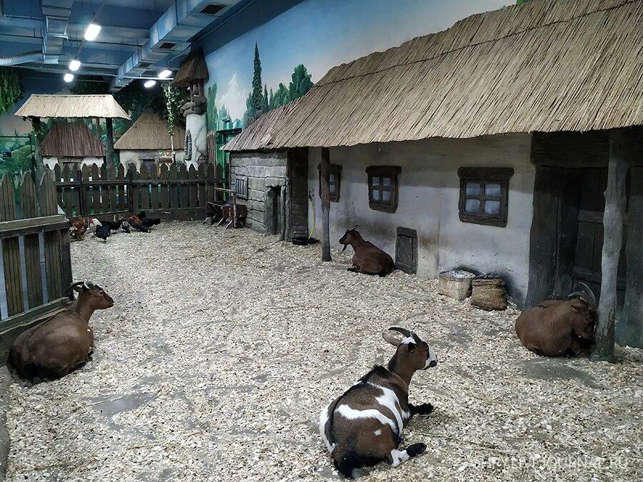 Экзопарк в трц рио. Рио контактный зоопарк спб. Зоопарк ривьера сочи. Контактный зоопарк рио. Тц рио контактный зоопарк.