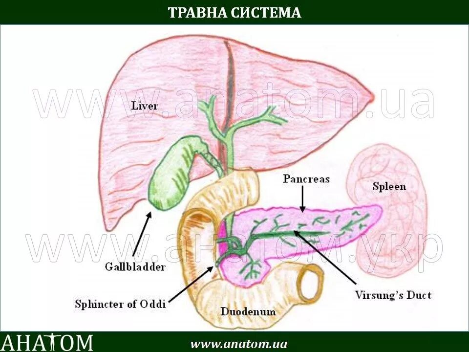 Желудок печень поджелудочная железа желчный пузырь. Печень поджелудочная железа селезенка. Селезенка поджелудочная железа желчный пузырь. Печень и поджелудочная железа анатомия. Поджелудочная железа и селезенка строение.