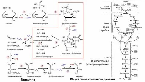 Дыхание гликолиз