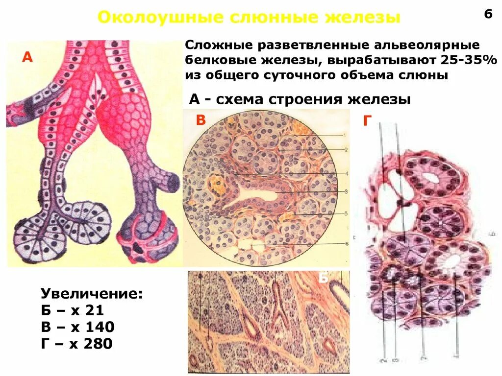 Клетки слюнных желез гистология. Белковые железы гистология. Околоушная белковая слюнная железа гистология. Функции околоушной железы гистология. Строение околоушной железы