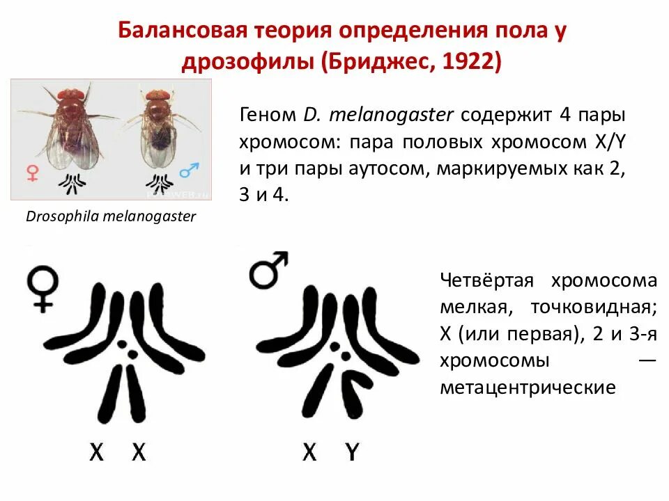 Отличие хромосомного набора самца от набора самки. Набор хромосом самца дрозофилы. Кариотип дрозофилы набор хромосом. Кариотип мушки дрозофилы. Набор хромосом у мухи дрозофилы.