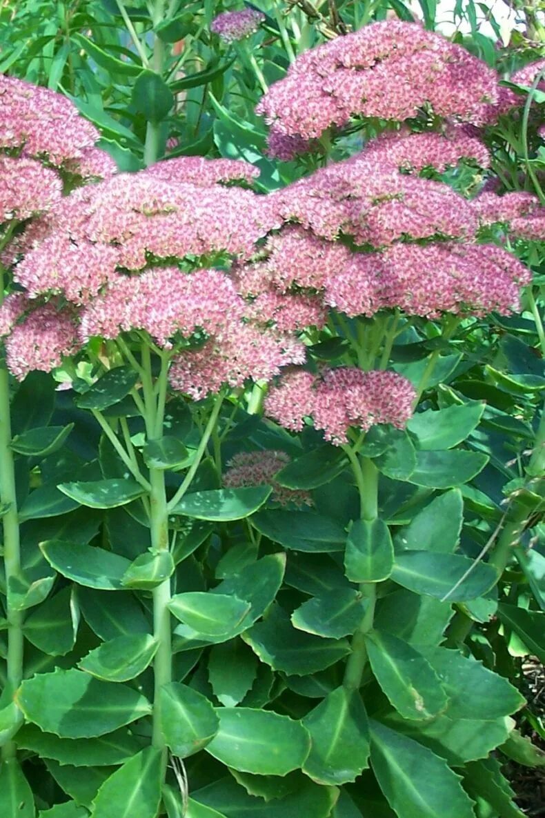 Очиток Видный (Sedum spectabile `Brilliant`). Очиток Видный (Sedum spectabile). Очиток Вайнберга (Sedum weinbergii. Очиток Видный Септемберглют.