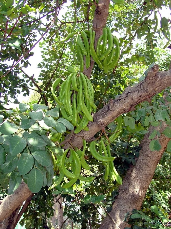цератония стручковая рожковое дерево. тамаринд индийский. гледичия акация плод. энтада фасолевидная. бобовое дерево африки.