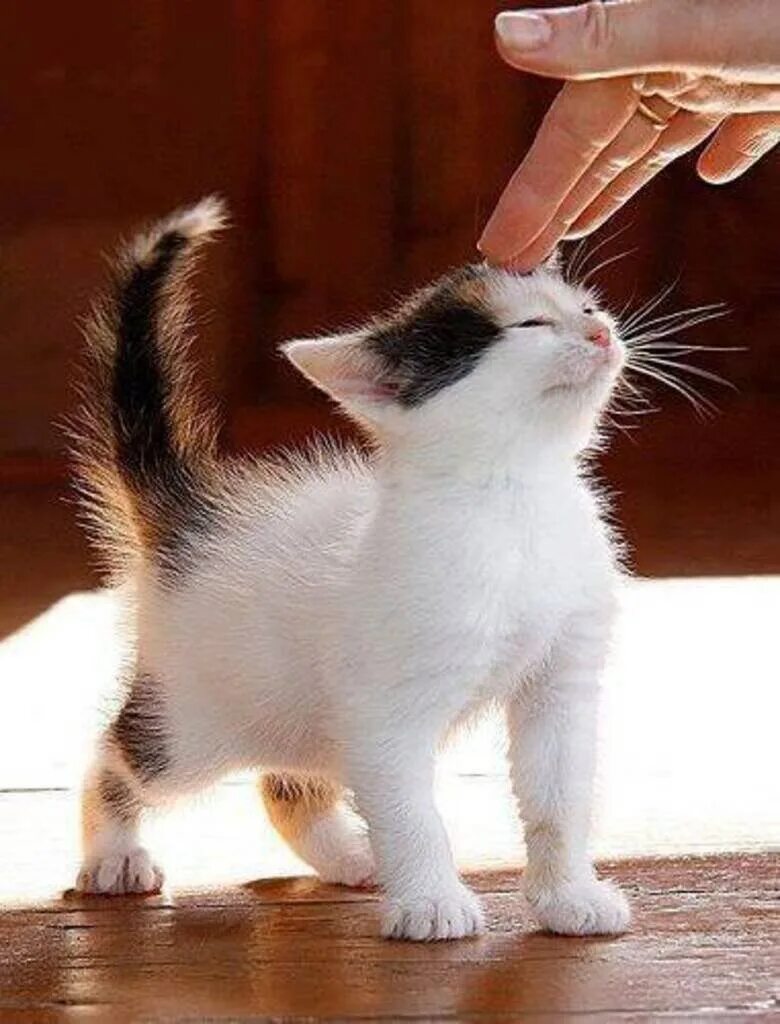 Почему коты ласкаются