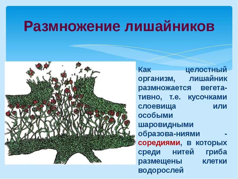 Лишайники слоевище размножаются. Биология класс 6 размножение лишайников\. Генеративное размножение лишайников. Лишайники 5 класс биология размножение. Споры лишайника