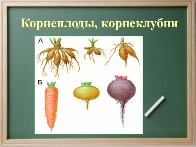 Размножение видоизмененным корнем. Корнеплоды и корнеклубни. Корнеплод свеклы это видоизмененный корень. Корнеплоды и корневые клубни.