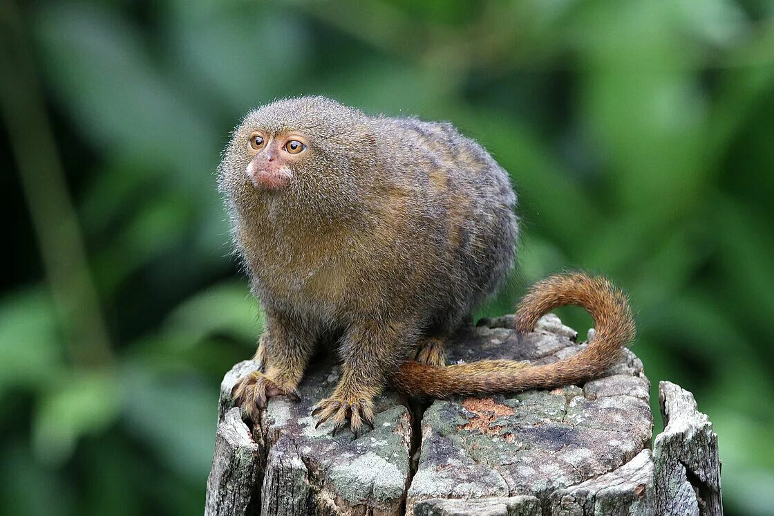 Pygmy Marmoset. Арктические обезьяны. Dwarf Marmoset. Pygmy Marmoset Baby. Small monkey