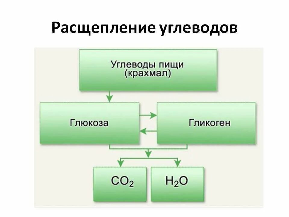 Этапы обмена жиров. Продукты расщепления углеводов. Конечные продукты распада углеводов. Схема расщепления углеводов. Разложение белков жиров и углеводов.