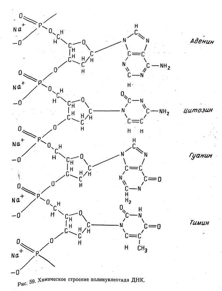 Цепь ДНК аденин цитозин Тимин. Цепочка ДНК аденин Тимин. Аденин и Тимин строение. ДНК аденин цитозин.
