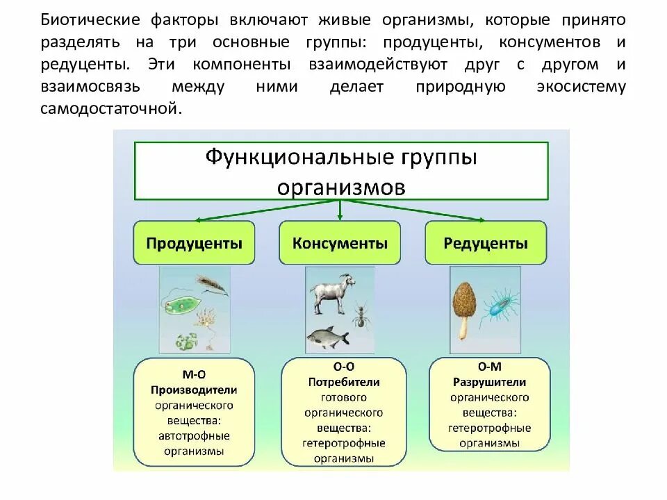 Биотические факторы. Экосистема продуценты консументы редуценты. Биотические экологические факторы. Компоненты экосистемы продуценты консументы. На сколько групп можно разделить все биотические