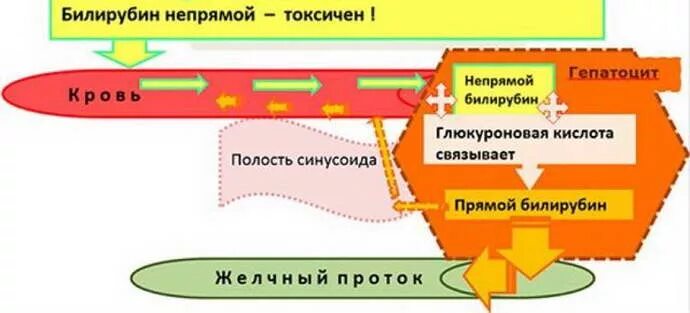 Непрямой билирубин является. Прямой и непрямой билирубин. прямой и непрямой билирубин строение. прямой и непрямой билирубин формула. непрямой билирубин.