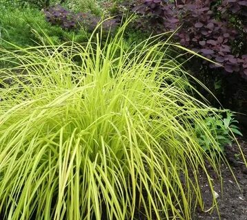 Carex
