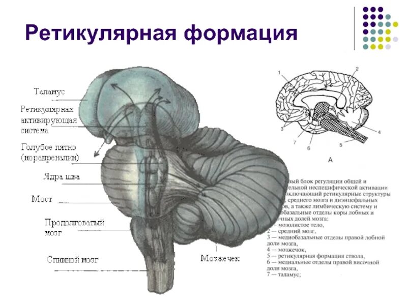 Ретикулярная формация мозга функции. Схема строения ретикулярной формации. отдел головного мозга ретикулярная формация. ядра ретикулярной формации головного мозга. ядра ретикулярной формации схема.