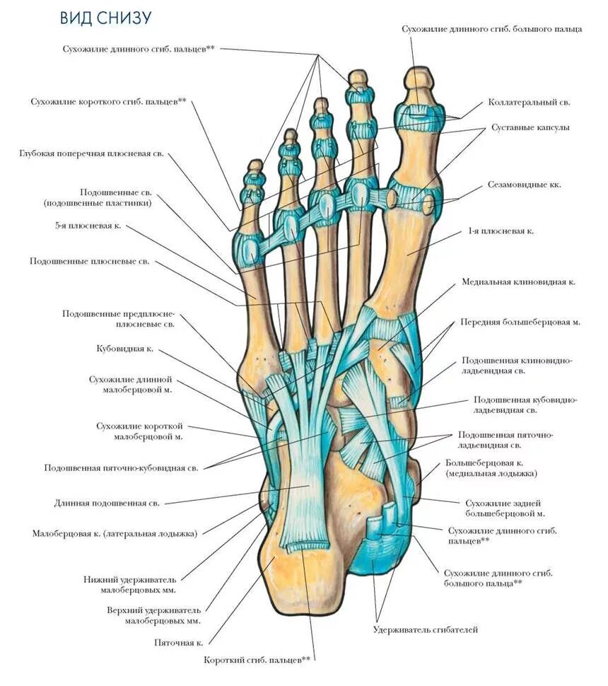 Связочный аппарат стопы. Строение стопы человека суставы. Строение стопы снизу. Строение стопы ноги человека снизу. Строение стопы человека вид снизу.