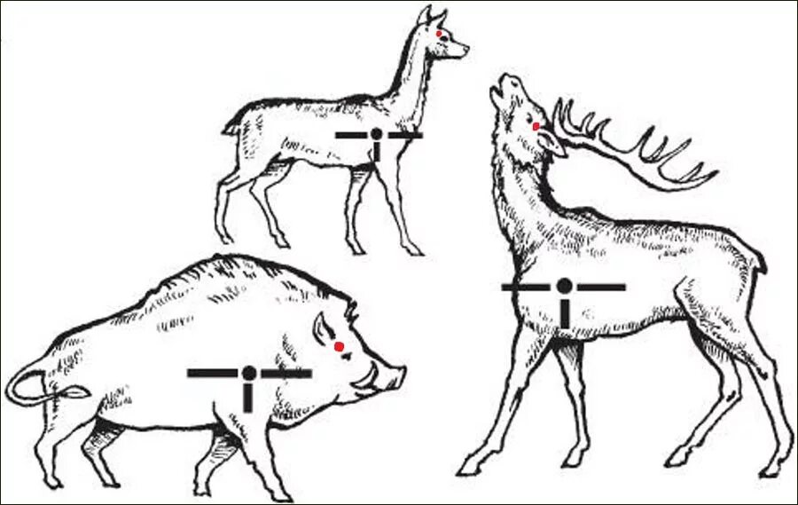 Хватание перемещение защита оленя. Точки прицеливания по кабану бегущему. Куда стрелять кабана убойные места. Убойные места лося и кабана. Точка прицеливания в кабана.