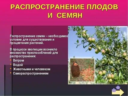 Распространение яблони