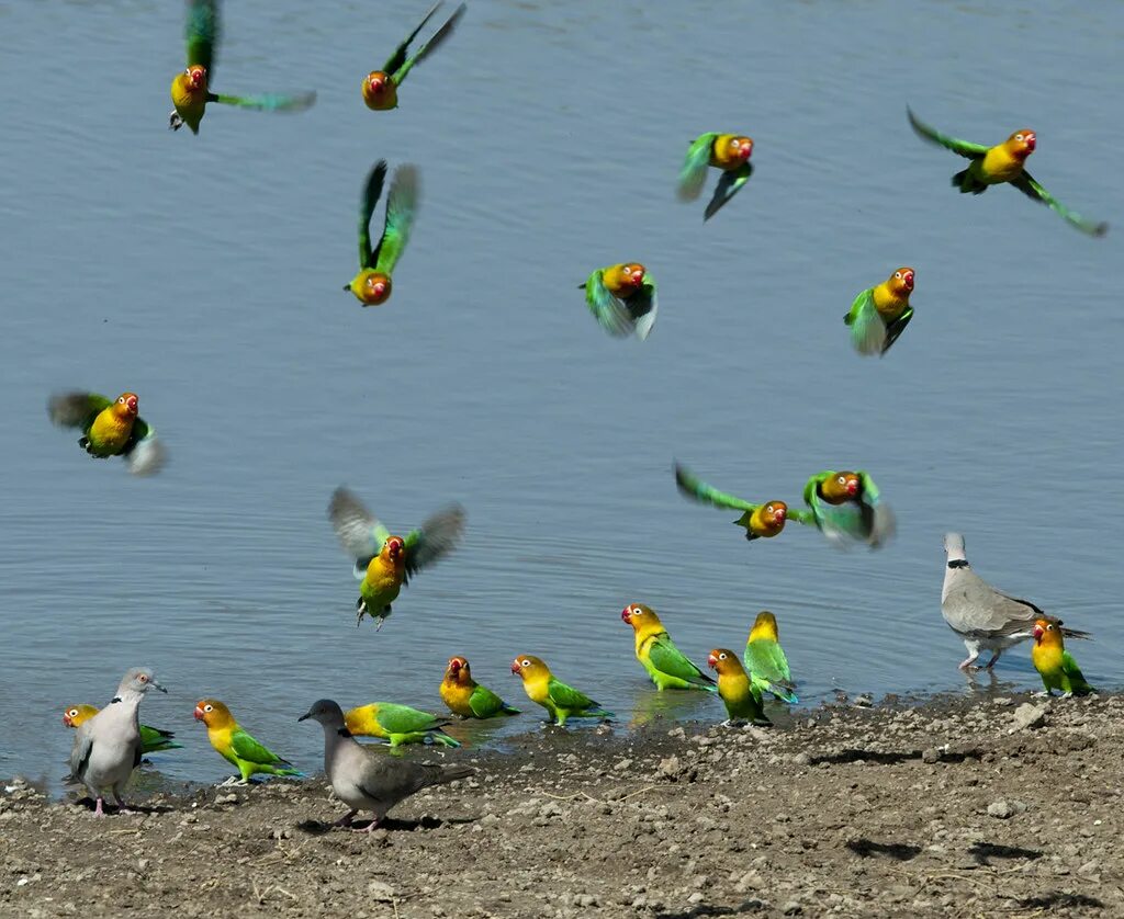 Попугаи волнистые попугайчики. Волнистый попугайчик в австралии. Стая волнистых попугаев в австралии. Попугаи волнистые попугайчики. Стая попугаев.