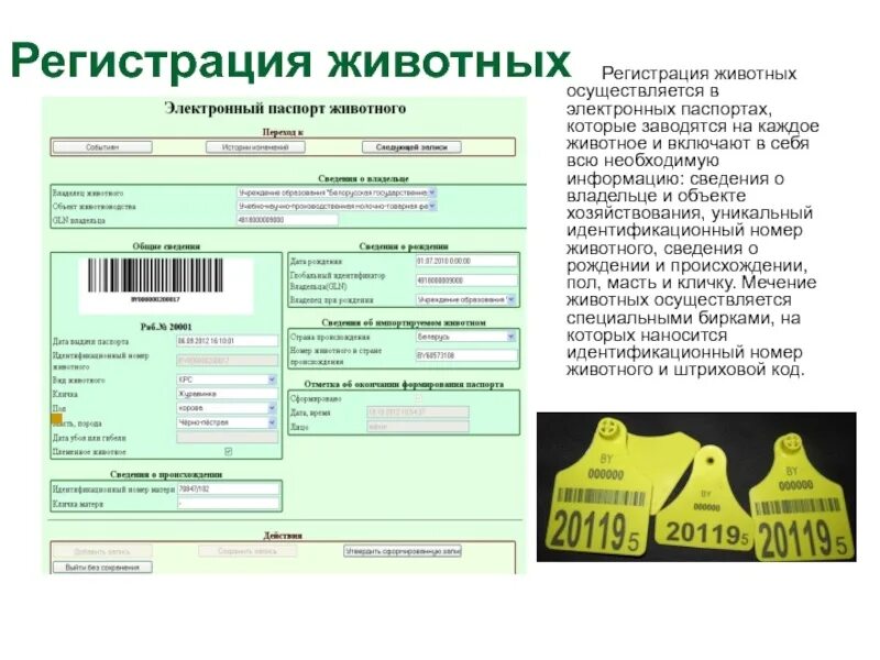 Виды учетов животных. Регистрация животных. идентификационный номер крс. регистрация животных пример. учет идентификационных номеров животных.