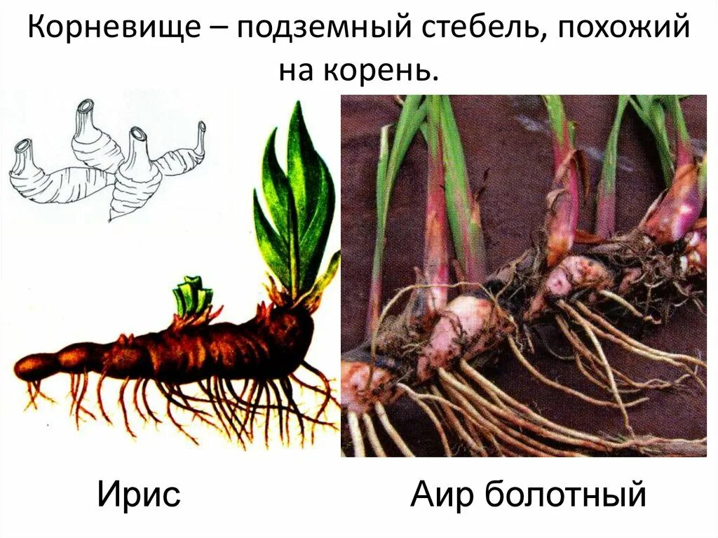 Размножение видоизмененным корнем. Корневище растения видоизмененный побег. Ирис корневище видоизмененный побег. Придаточные корни на корневище ириса. Корневище это в биологии.