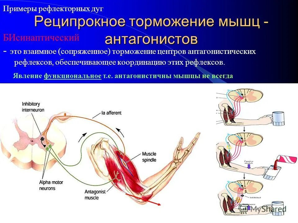 Безусловные рефлексы примеры. Условный и безусловный рефлекс рисунок. Рефлекторная дуга кожного болевого рефлекса человека. Примеры рефлекторной. Условные и безусловные рефлексы.
