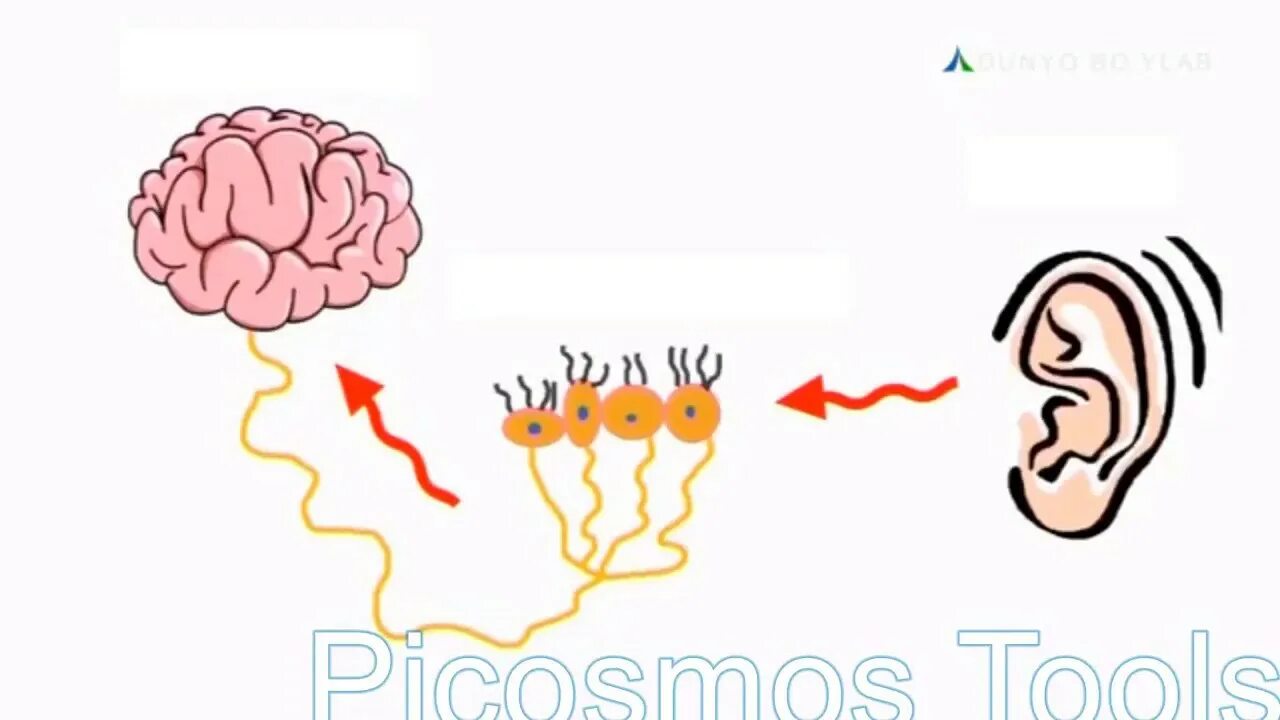 Вокальный тест. Мозг и слух. Тест на проверку слуха. Тест на проверку слуха какому возрасту соответствует ваш слух. Мозг с ушами.