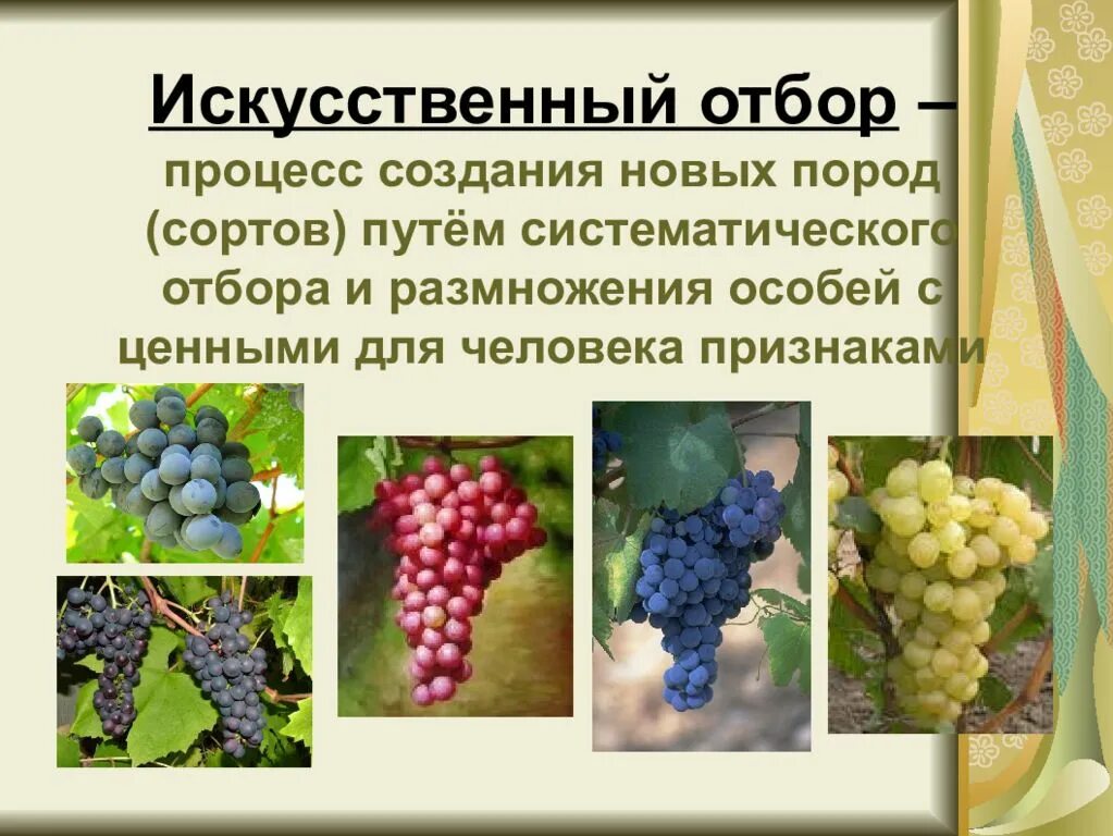 Учение об искусственном отборе. Теория искусственного отбора. Породы и сорта культурных растений. Примеры сортов и пород