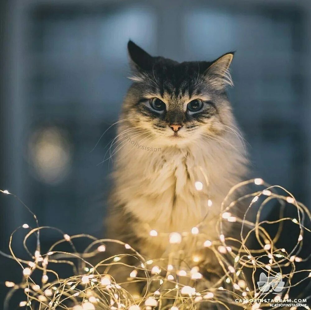 Жду чудес и волшебства. Кот в гирлянде. Котик в гирлянде. Цитаты про новый год и волшебство.