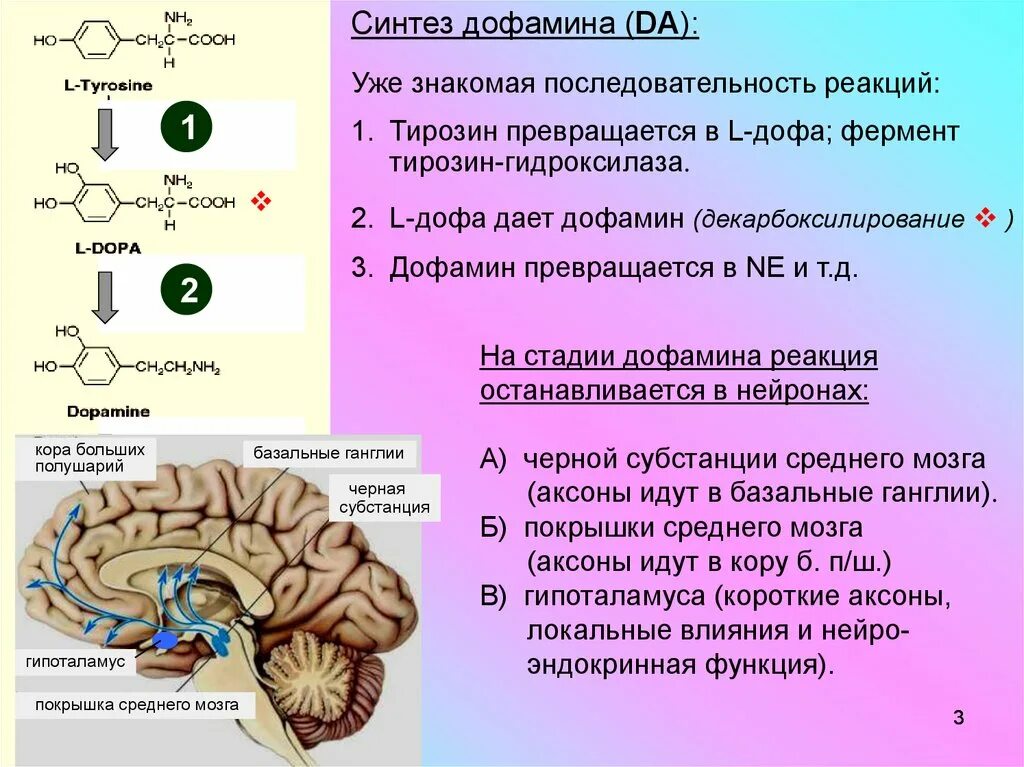 Синтез дофамина. Образование дофамина биохимия. Где происходит Синтез дофамина. Синтез дофамина и серотонина.