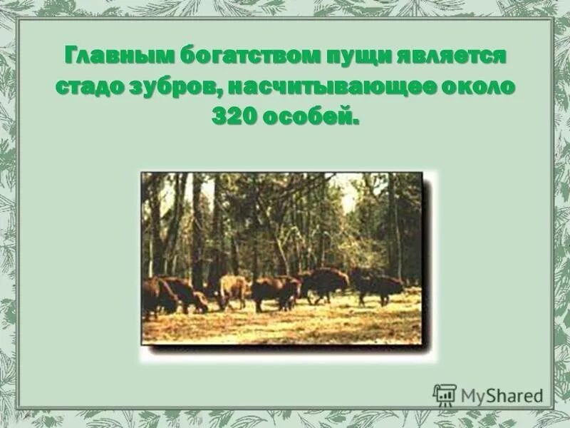 национальные парки беловежская пуща. предложения со словами заповедник пуща тайга. беловежская пуща лес. национальный парк беловежская пуща беларусь. беловежская пуща доклад.