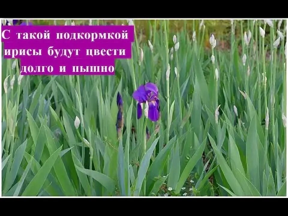 Чем подкормить ирисы. Весенняя подкормка ирисов. ирисы удобрение весной. подкормка ириса. чем подкормить ирисы весной.