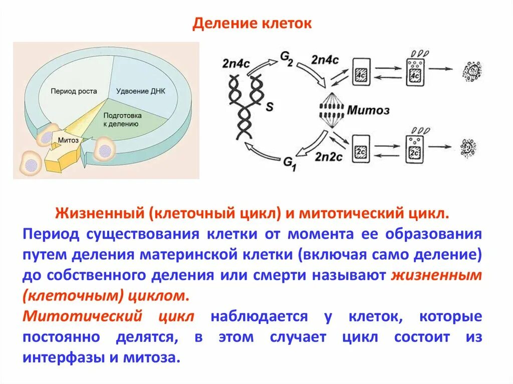 Деление клетки митотический цикл. Митотический цикл клетки периоды. Картограмма жизненного цикла клетки. Жизненный цикл клетки митоз. Жизненный цикл клетки кариокинез.