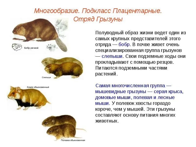 Грызуны список животных. Отряды млекопитающих отряд грызуны. класс млекопитающие отряд грызуны. представители грызунов. млекопитающее отряда грызунов.