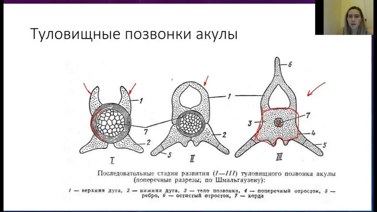 В позвоночнике 2 отдела туловищный и хвостовой. Туловищный позвонок хрящевой рыбы. Фронтальный вид туловищного позвонка хрящевой рыбы. Амфицельные позвонки у хрящевых рыб. Строение позвоночника хрящевых рыб.